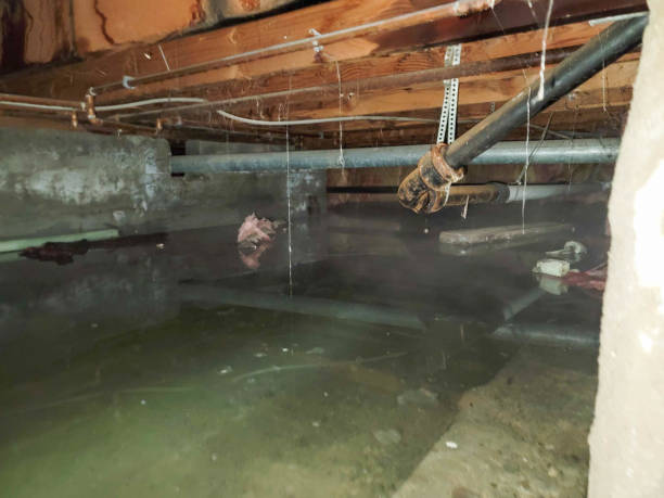 Best Flood damage cleanup  in Wabasha, MN