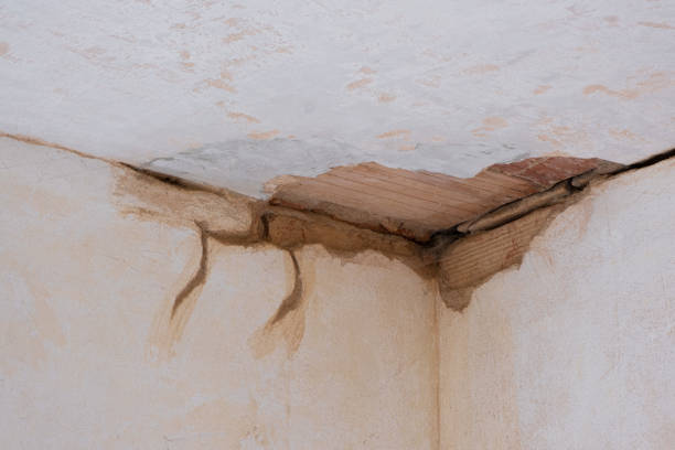 Best Carpet water damage restoration  in Wabasha, MN